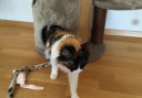 1719 Cleo (11)